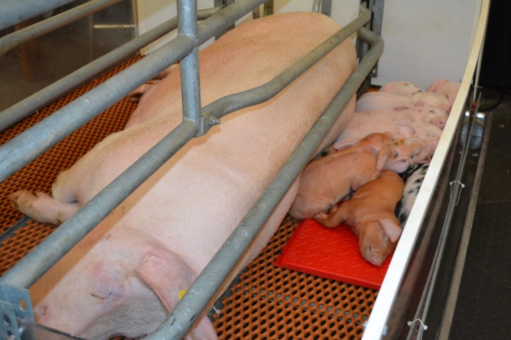 A sow and her piglets - always popular with the kids. 
